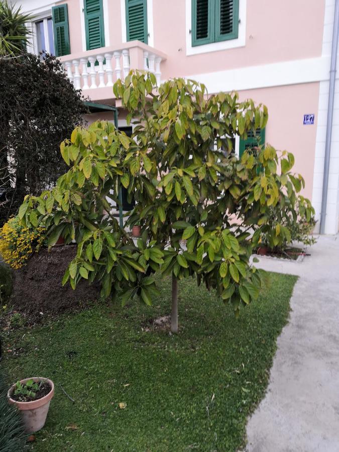 Apartment Dunja Djenovici Herceg Novi Exterior foto
